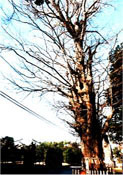 八坂神社の銀杏(やさかじんじゃのいちょう)