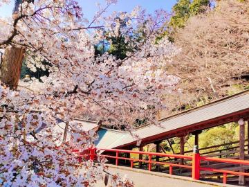 最福寺の桜