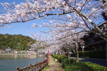 八鶴湖の桜2