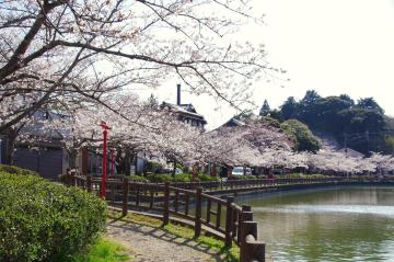 八鶴湖の桜3