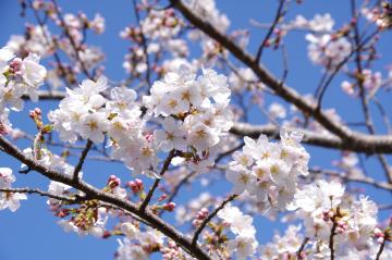 八鶴湖の桜4