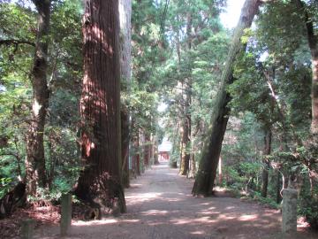 日吉神社表参道杉並木（ひよしじんじゃ　おもてさんどうすぎなみき）