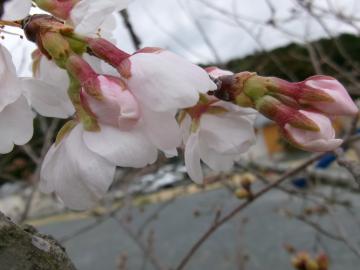 2026年3月の神ノ山公園