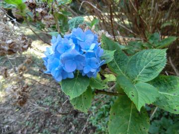 2021年11月17日の上人塚周辺の紫陽花の写真