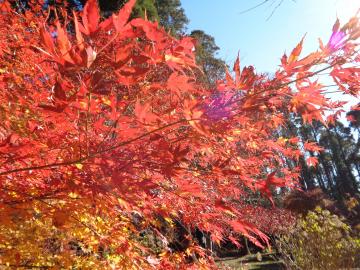 2020年12月の上人塚周辺の紅葉の写真