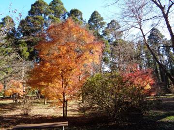 2020年12月の上人塚周辺の紅葉の写真