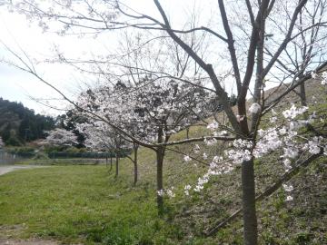 　桜の写真