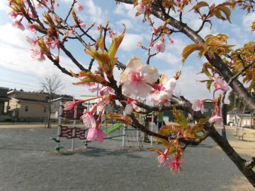 2026年3月の神ノ山公園