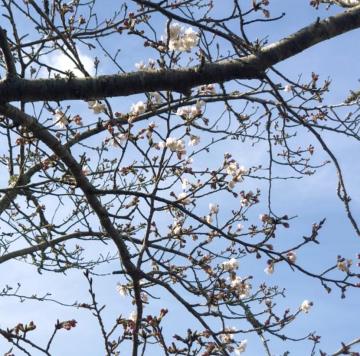 八鶴湖の桜の写真