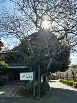 八鶴亭前の桜の写真
