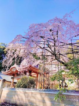 最福寺のしだれ桜