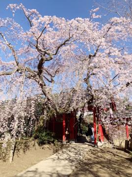 願成就寺しだれ桜の写真