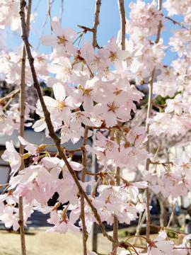 願成就寺しだれ桜の写真（アップ）