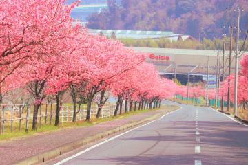 桜並木2