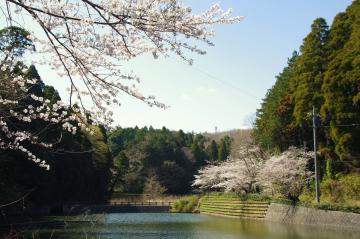 岩川池の桜1