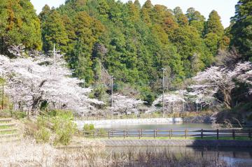 岩川池の桜2