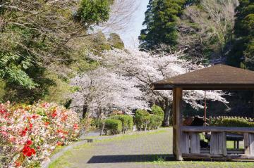 岩川池の桜3