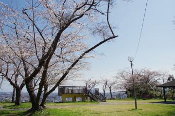 山王台公園の桜1