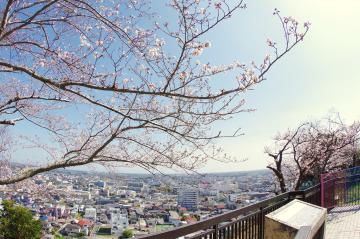 山王台公園の桜2