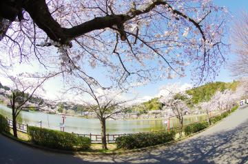 八鶴湖の桜1