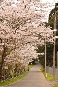 和泉ヶ池前の桜並木