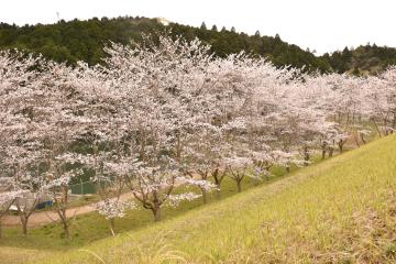 和泉ヶ池周辺の桜