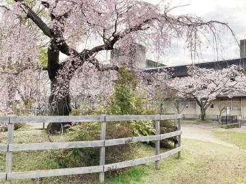 中央公園枝垂れ桜の写真