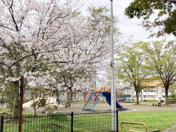 中央公園の桜の写真