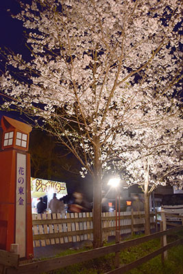 八鶴湖夜桜1