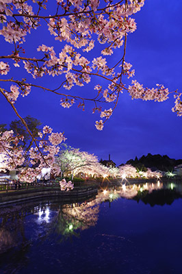 八鶴湖夜桜2