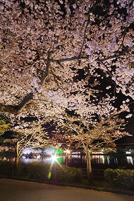 八鶴湖夜桜
