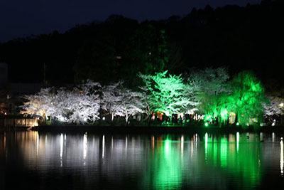 八鶴湖夜桜4