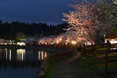 八鶴湖夜桜5