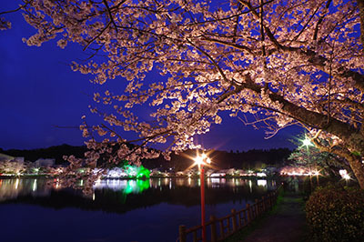 八鶴湖夜桜6