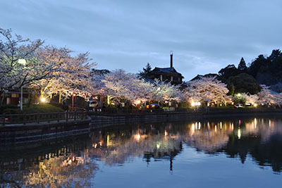 八鶴湖夜桜7