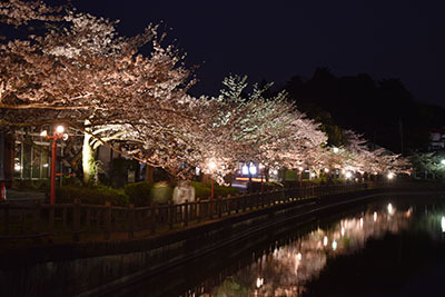 八鶴湖夜桜8