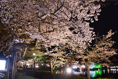 八鶴湖夜桜9