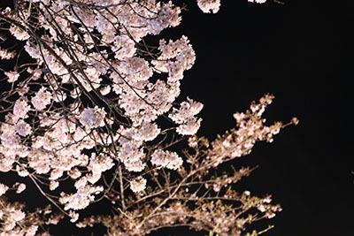 八鶴湖夜桜10