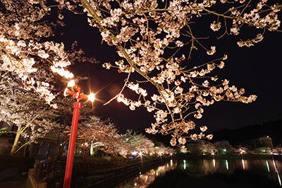 八鶴湖夜桜11