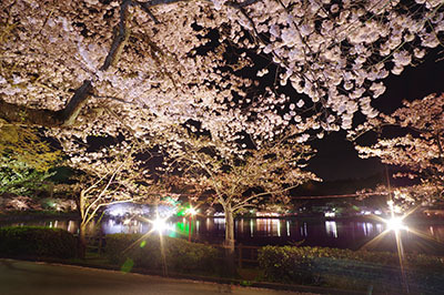 八鶴湖夜桜12