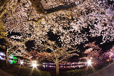八鶴湖夜桜13