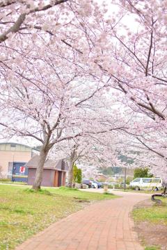 田間中央公園の桜1