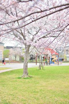 田間中央公園の桜2