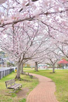 田間中央公園の桜3