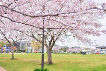 田間中央公園の桜4