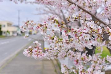 田間中央公園の桜5