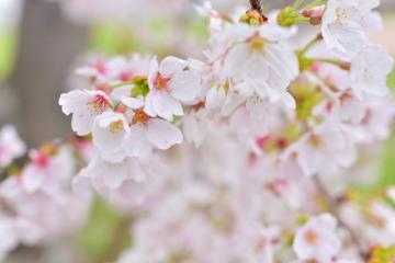 田間中央公園の桜6