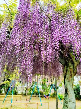 藤の花