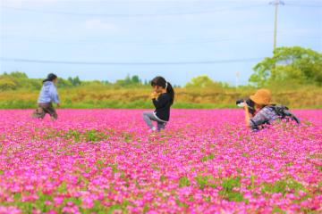 蓮華まつり