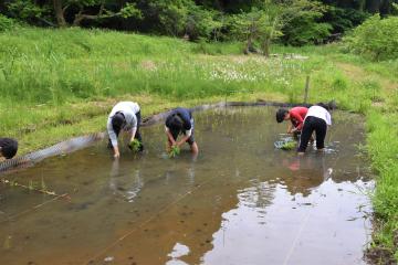 田植え2